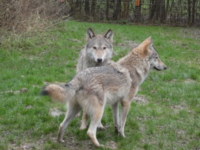 Loup gris - De Zonnegloed - Refuge pour animaux